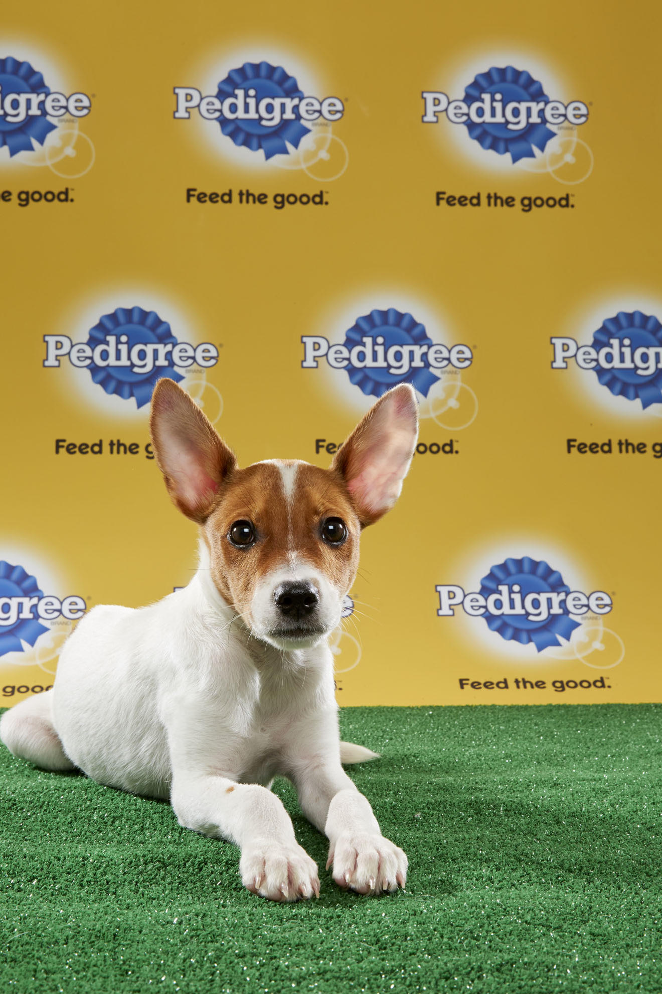 puppy bowl 2017 highlights all the best highlights from puppy bowl xiii cuteness puppy bowl 2017 highlights all the best highlights from puppy bowl xiii cuteness
