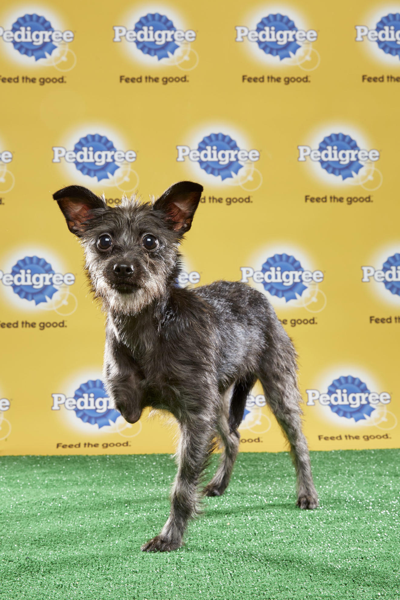 puppy bowl dogs
