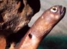 Bear Lake Monster Lost Tapes Animal Planet