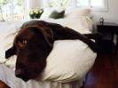 My Dog Eats Poop Coprophagia Ask Victoria Stilwell It