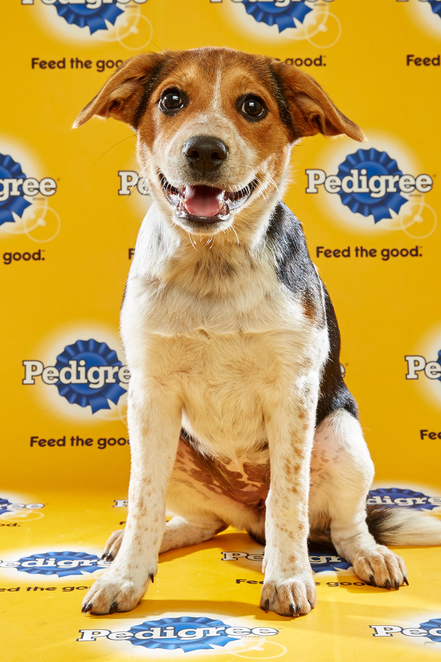 australian shepherd rottweiler mix puppy puppy bowl xii u2013 starting lineup puppy bowl animal planet australian shepherd rottweiler mix puppy puppy bowl xii u2013 starting lineup puppy bowl animal planet