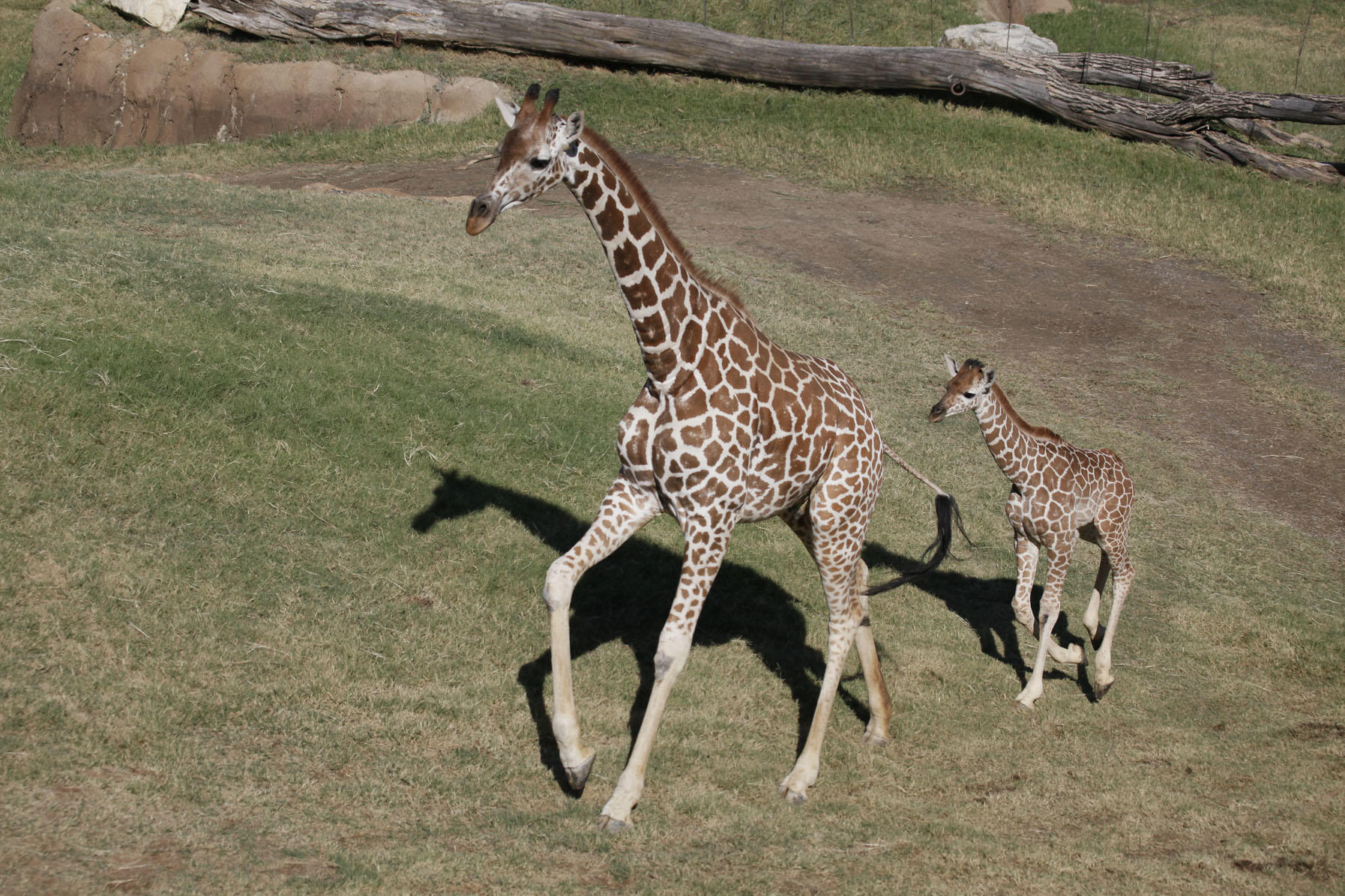 Giraffe Photos Giraffe Birth Live Animal Planet