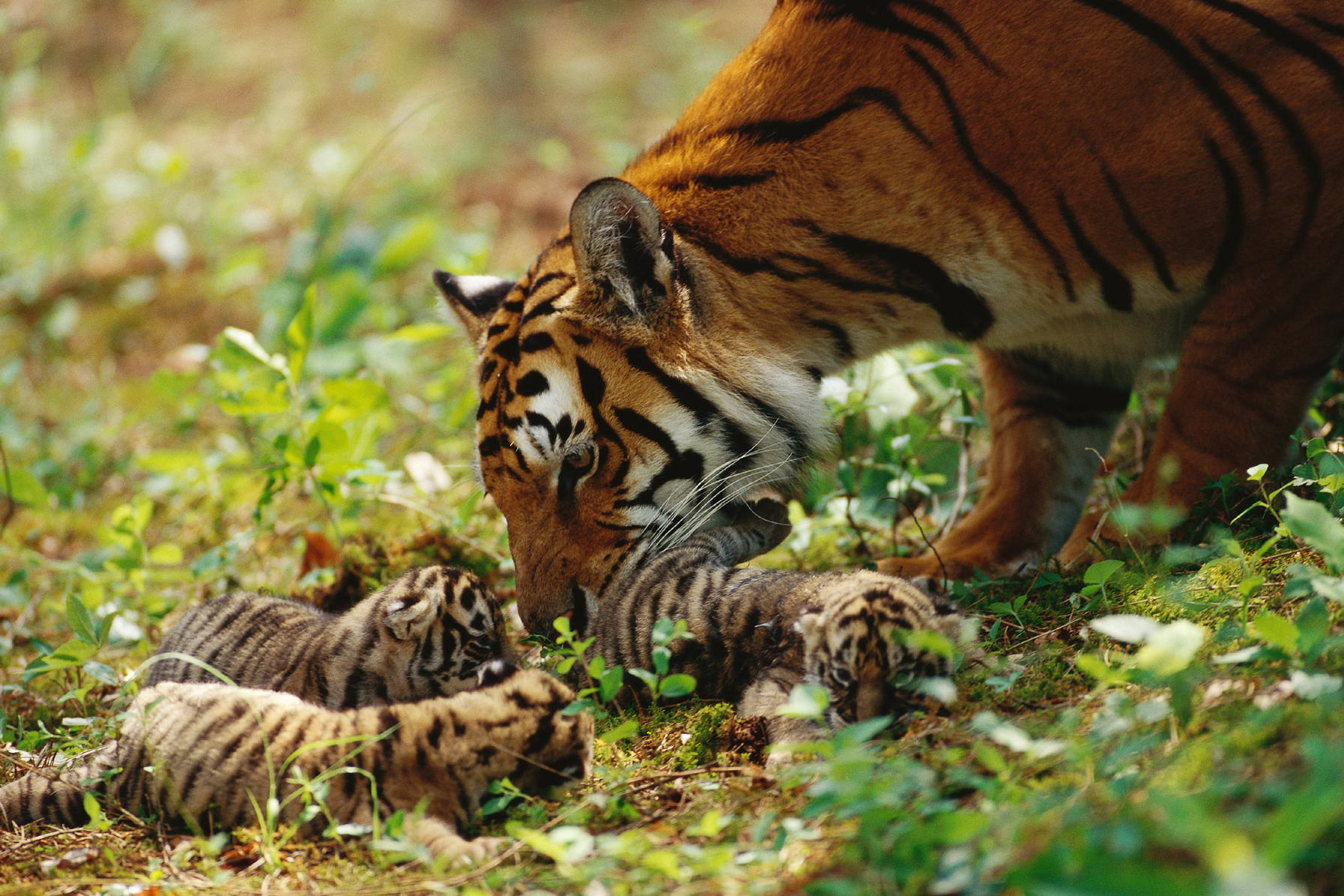 a tiger mother