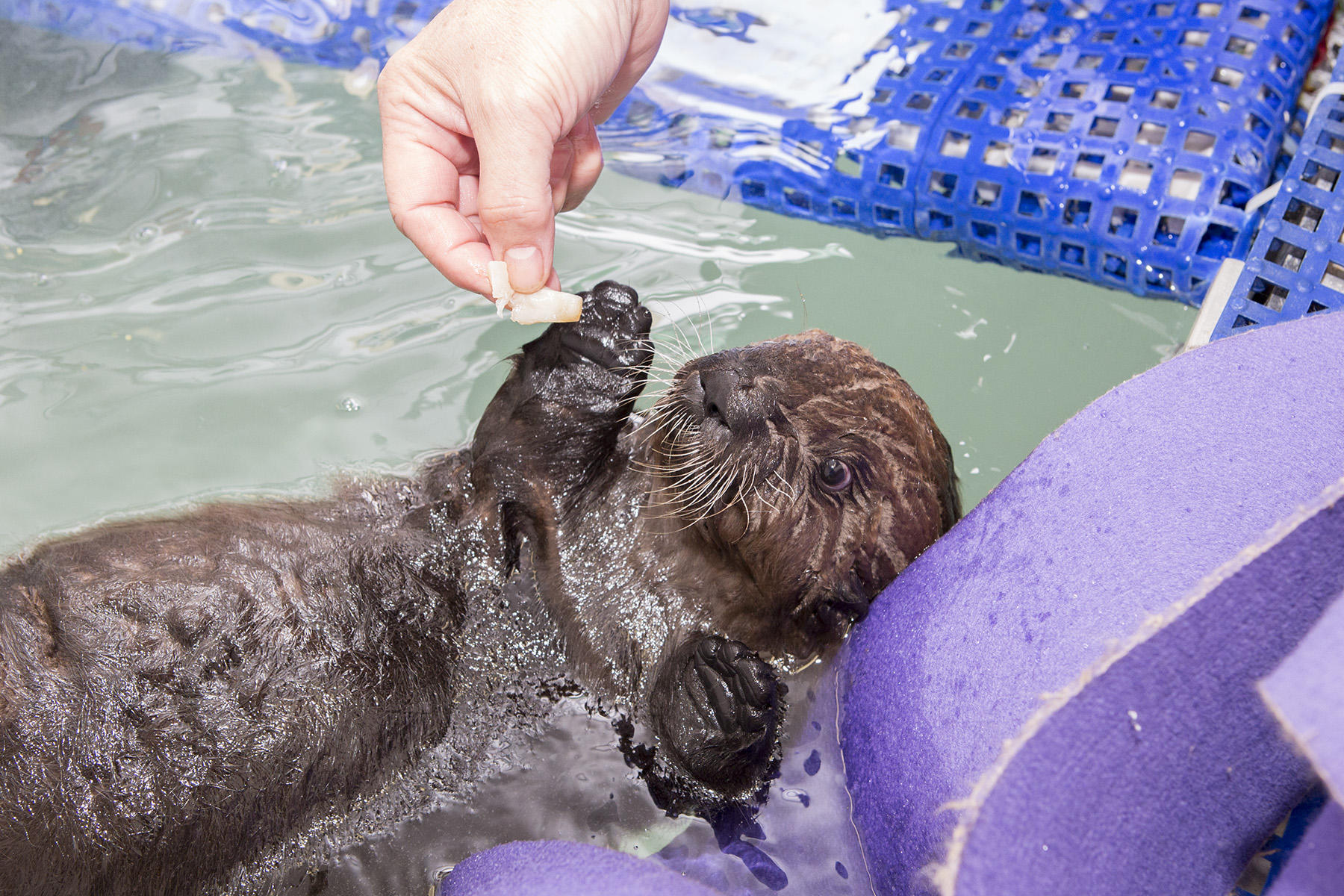 Meet the Shedd Aquarium’s Rescued Sea Otter Pup Animal