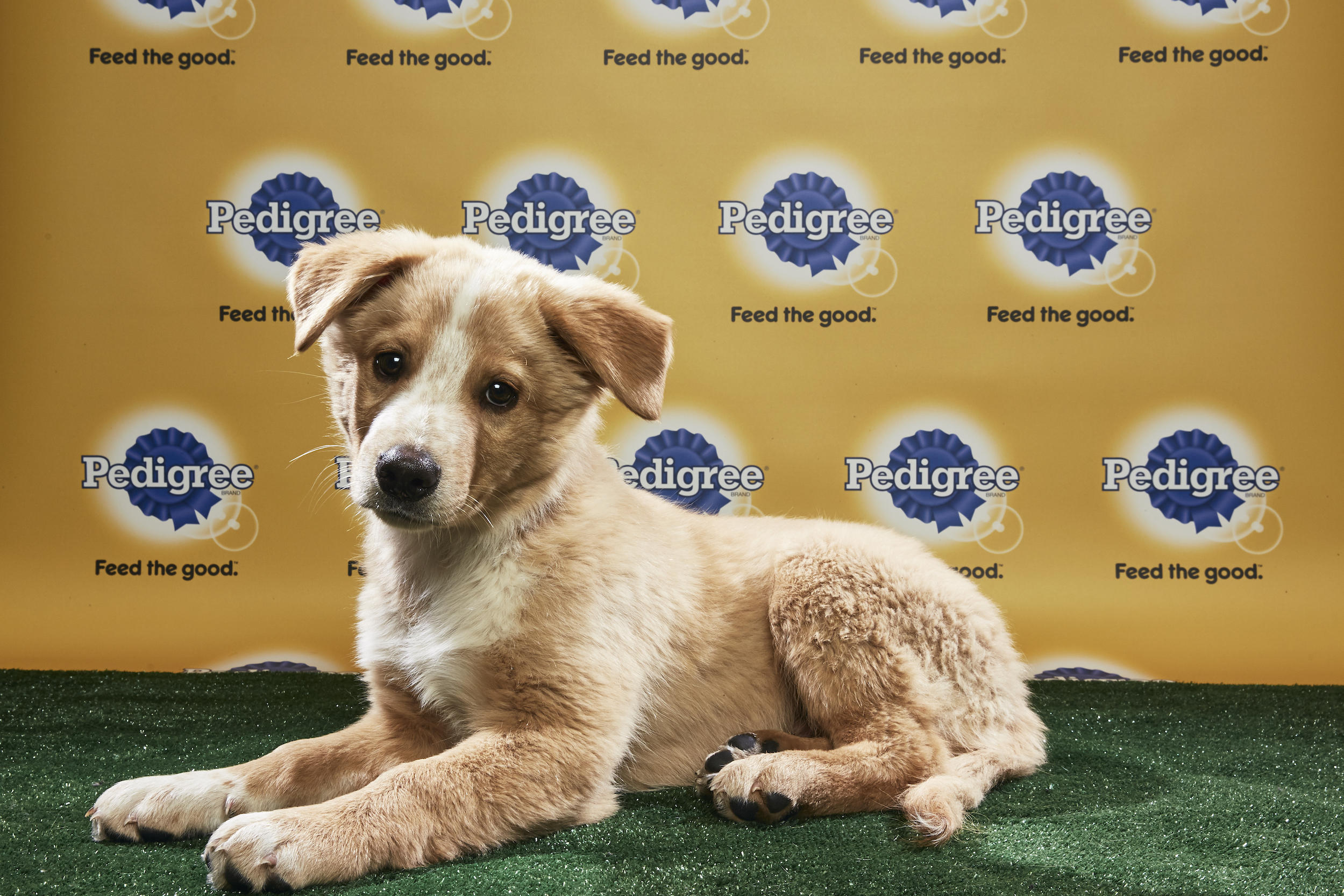 the puppy bowl 2018