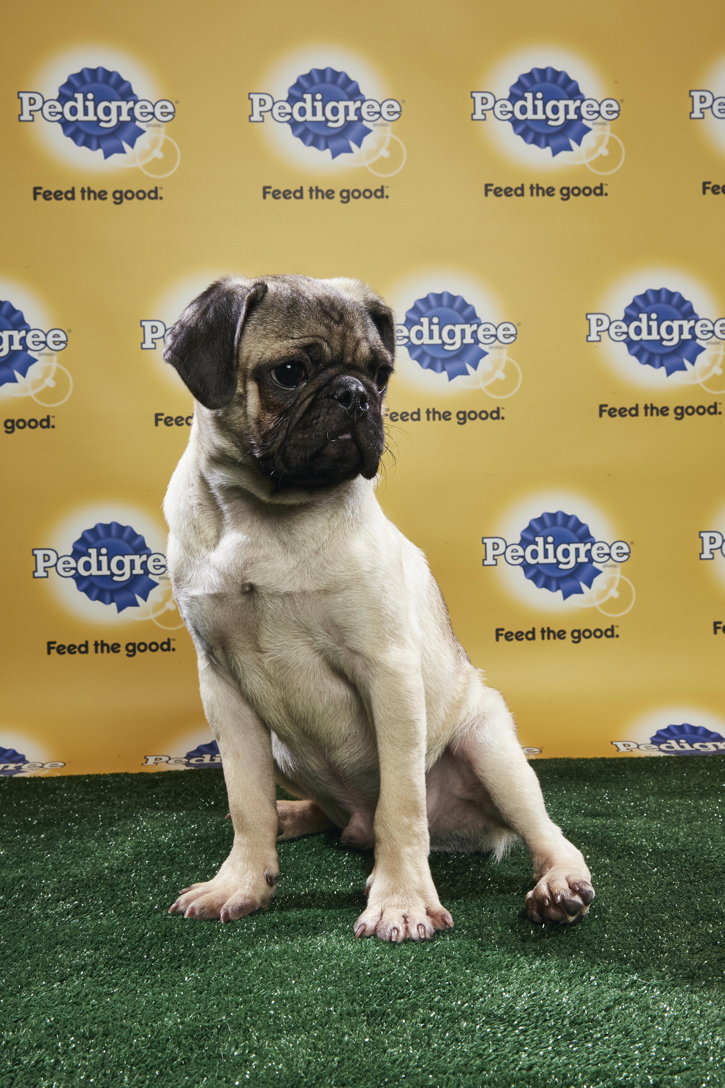 animal planet puppy bowl 2019 adoption