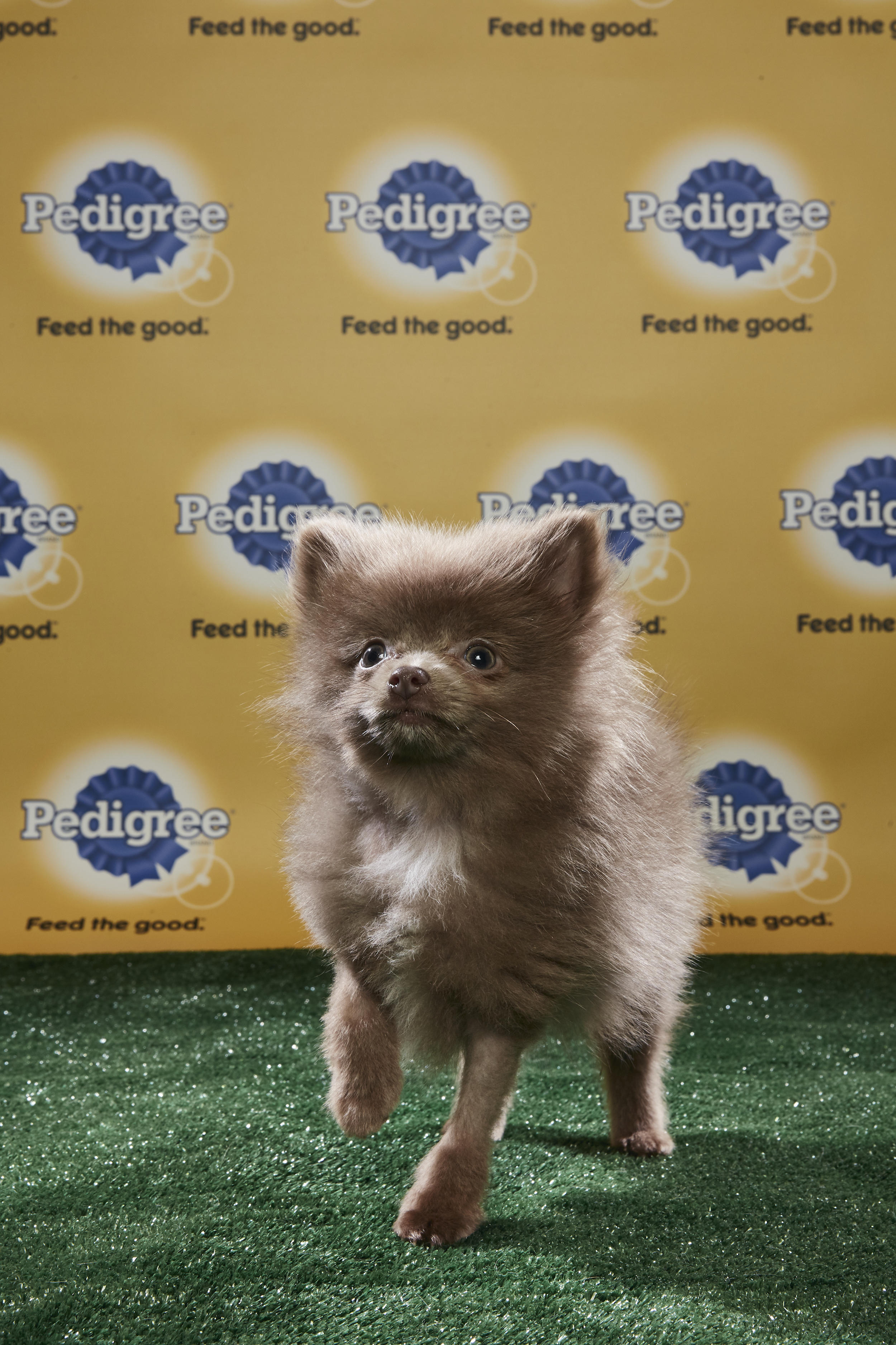 Puppy Bowl Xiv Starting Lineup Puppy Bowl Animal Planet