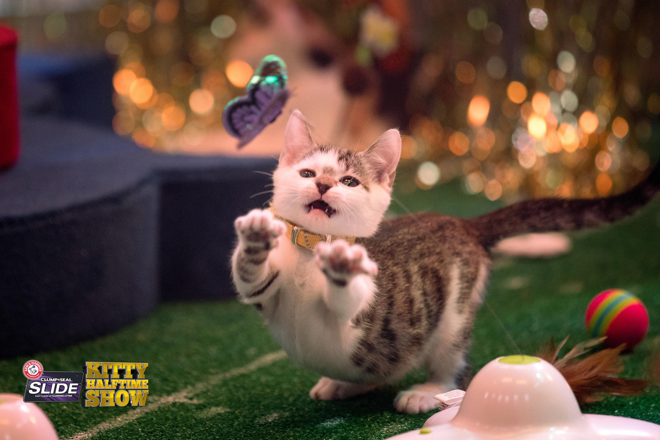 Arm and Hammer Slide Kitty Halftime Show Puppy Bowl Animal