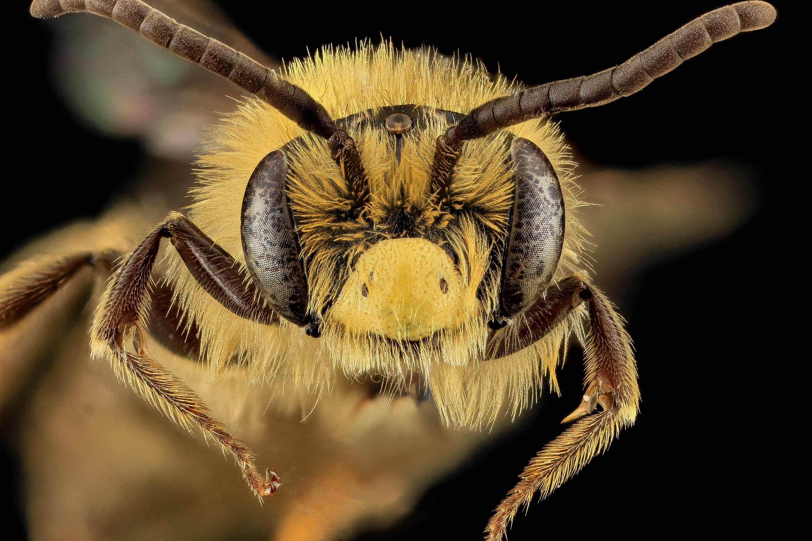 Beautiful Up Close Images of Bees Animal