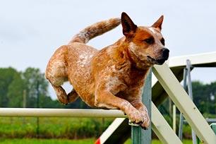 australian cattle dog dogs 101