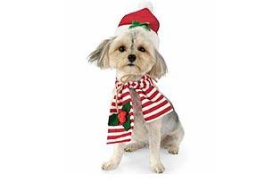 Top 10 Holiday Dog Gifts Under $30 | Animal Planet