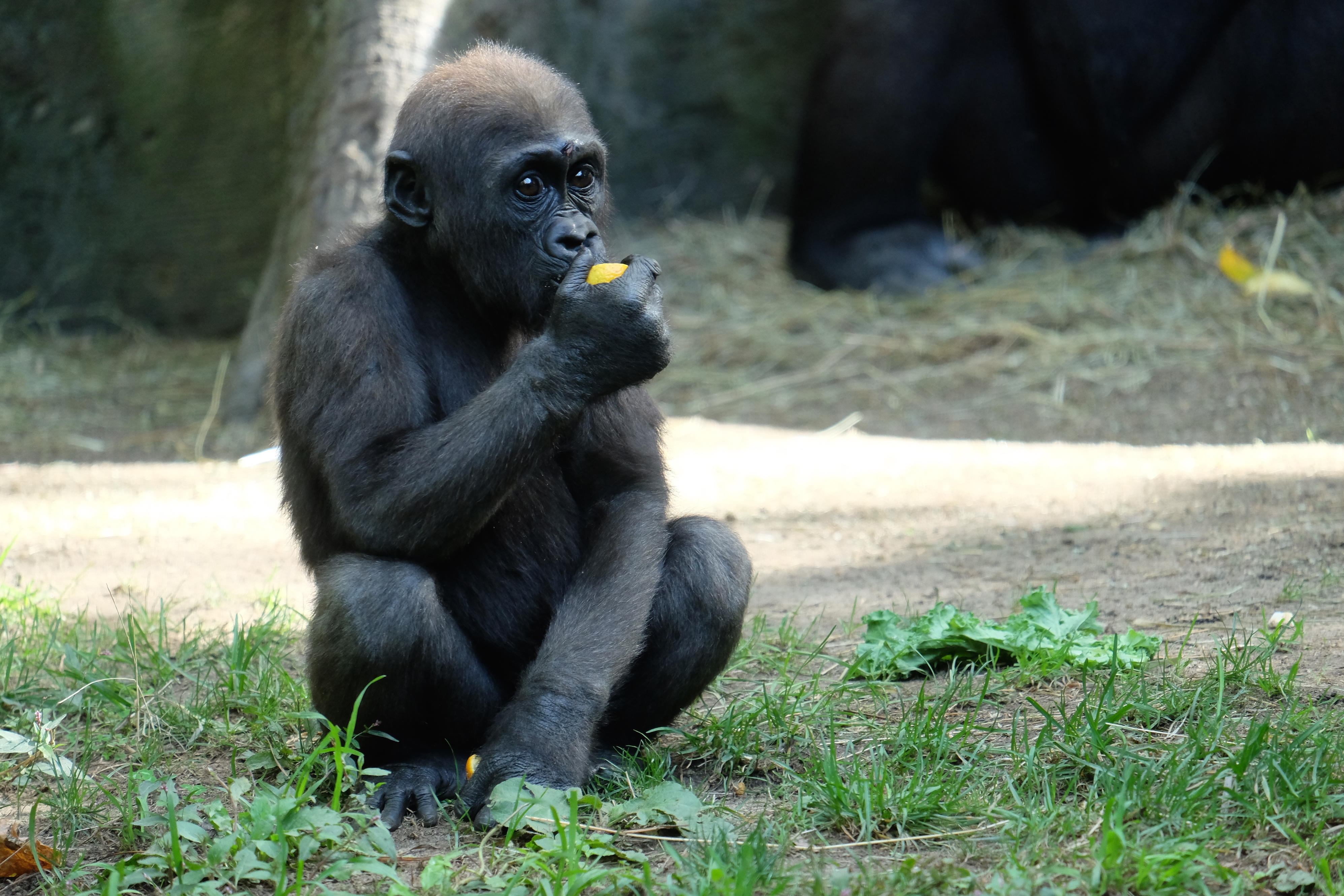 Meet The Animals Of The Bronx Zoo The Zoo Animal Planet Meet The Animals Of The Bronx Zoo The Zoo Animal Planet