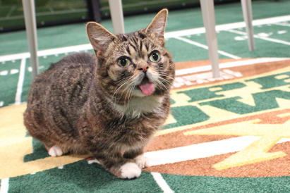 Lil Bub At The Puppy Bowl Experience Animal Planet