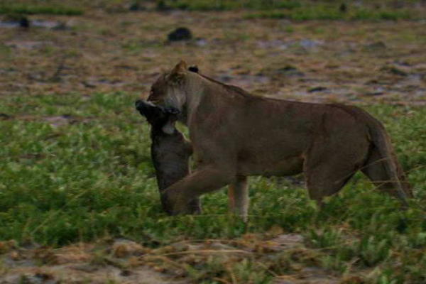 Mutual omaha wild kingdom animal planet