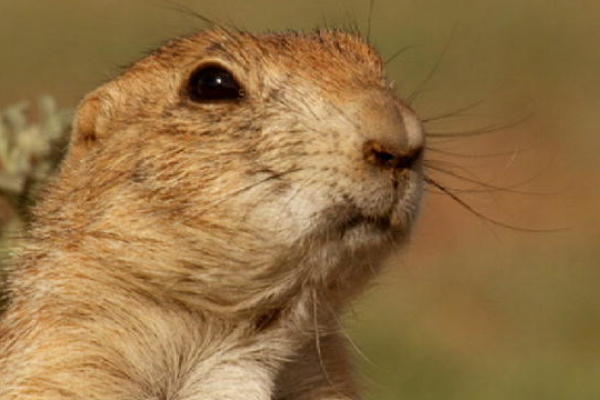 Animal planet wild cats videos