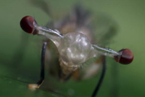 Stalk-Eyed Flies Inflate Eye Stalks