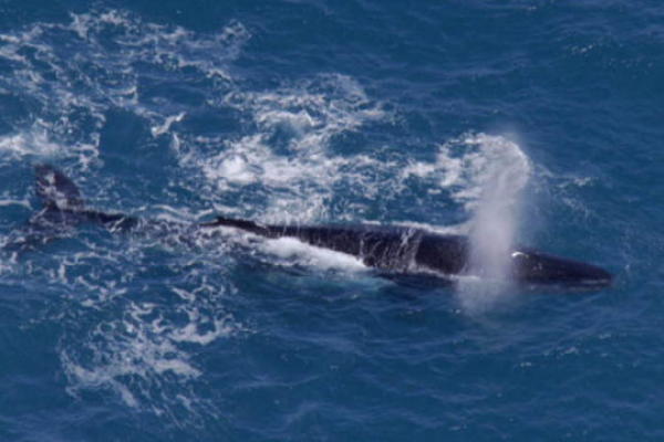 Humpback Whale Heat Run