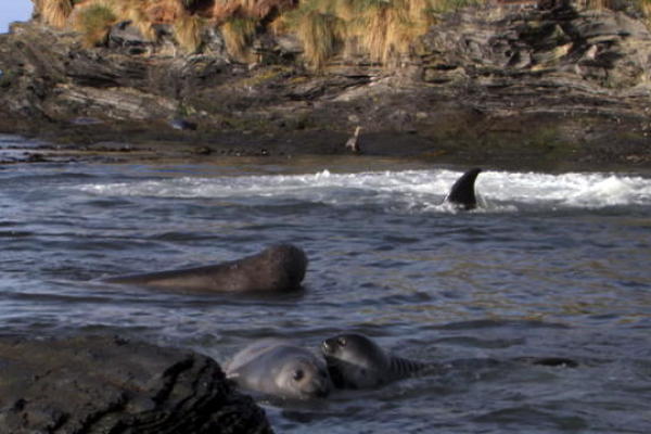 Orca Hunts Elephant Seals