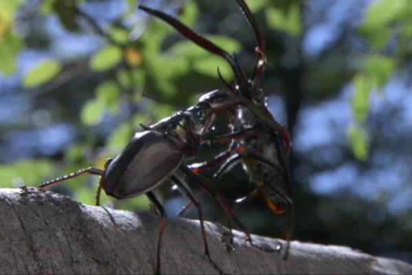 Darwin Beetle Tosses Rivals