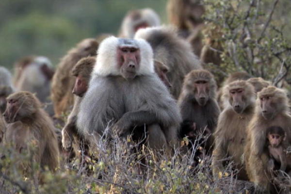 Baboon Super-Troops Clash