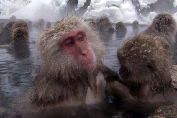 Snow Monkeys Soak in Spa