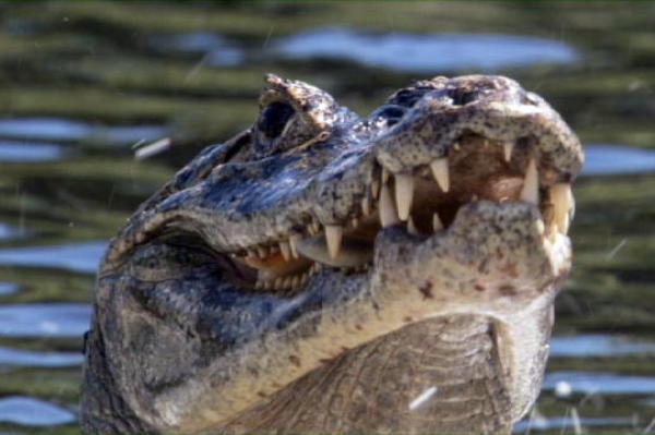 Filming Reptiles and Amphibians