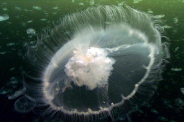 Filming Creatures of the Deep