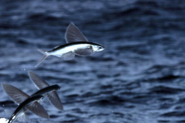 Filming the Flying Fish