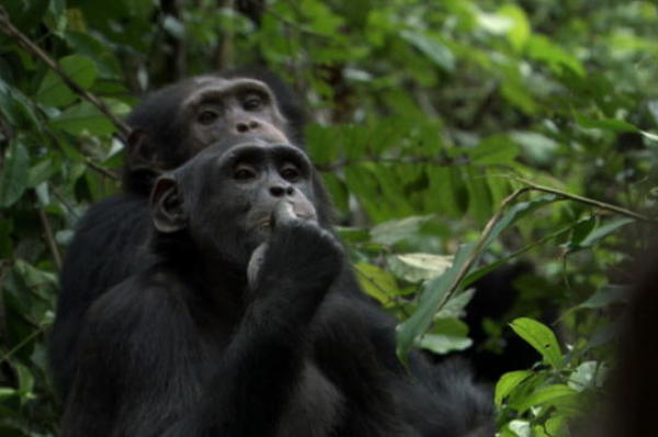 Filming Chimpanzees