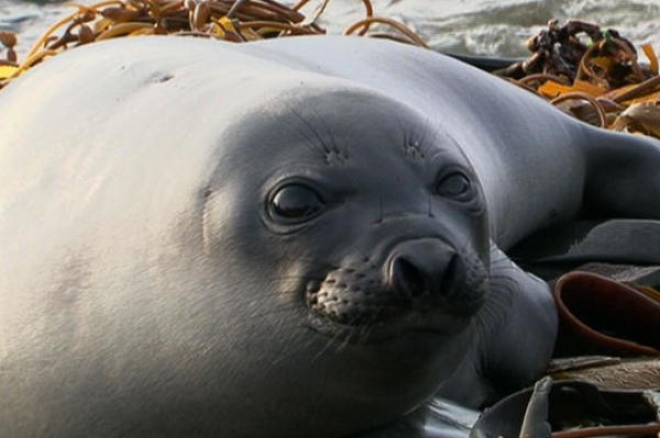 Filming Orcas and Seals
