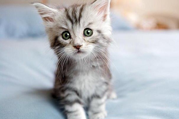 Image result for Kitten pictures