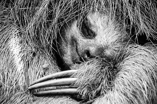 animalplamet slothcam