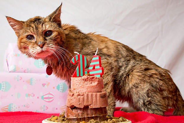 24 Year Old Poppy Crowned World S Oldest Living Cat Animal Planet