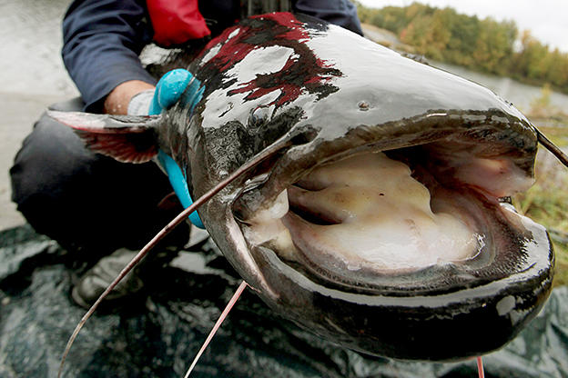 Wels Catfish Pictures River Monsters Animal Planet