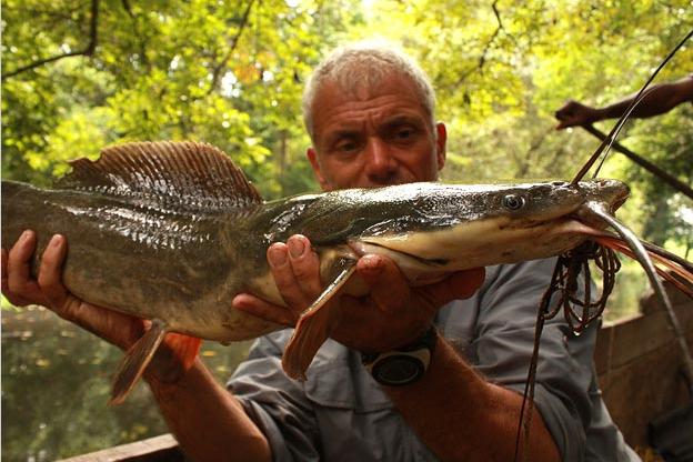 Kamba Catfish & Vundu Catfish Photos | River Monsters | Animal Planet