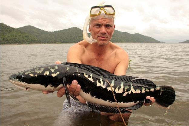 Biggest snake head Clearance