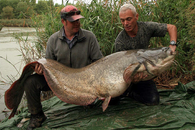 baggersee unique wels catfish fishing planet