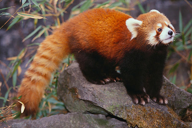 Resultado de imagem para RED PANDA