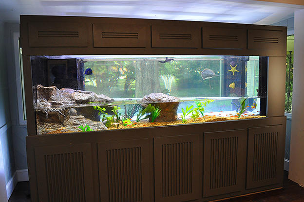 tanked freshwater aquarium
