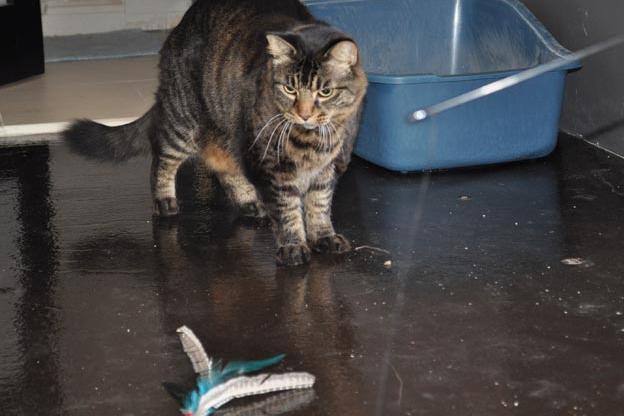 Wildcat Pictures My Cat From Hell Animal Planet