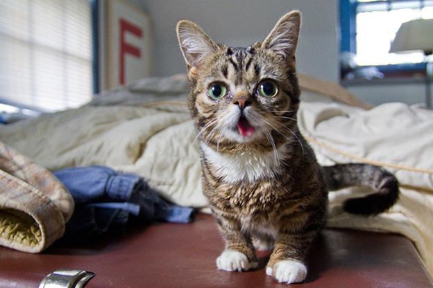 Lil Bub Animal Planet