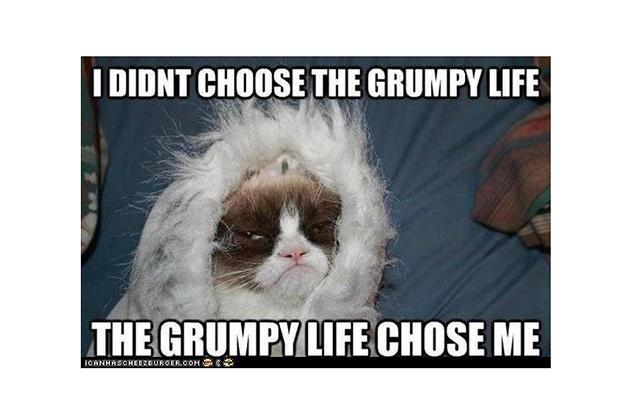 Grumpy Cat Animal Planet