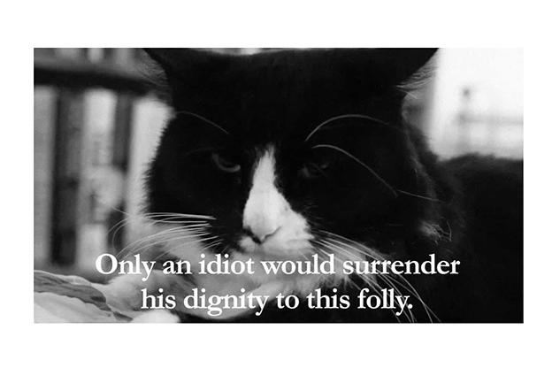 Henri, Le Chat Noir Animal