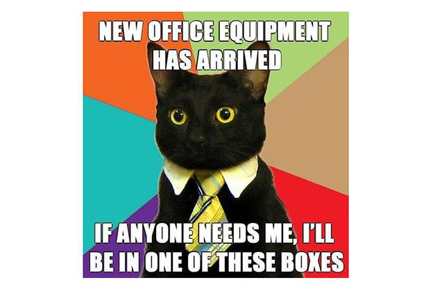 Image result for business cat