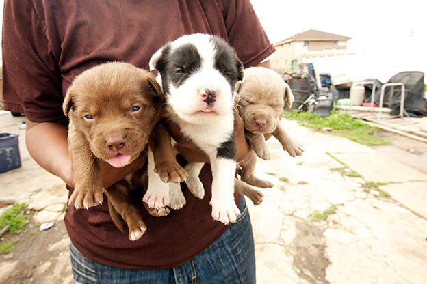 scenes from season 4 pit bulls and parolees animal planet