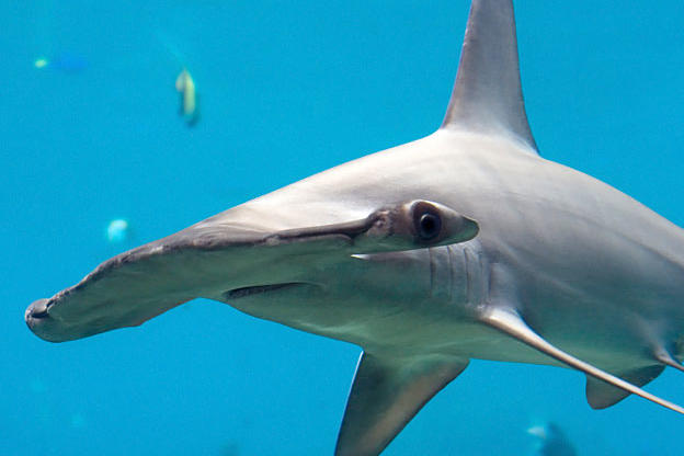 Hammerhead Shark Pictures | Shark Week | Discovery