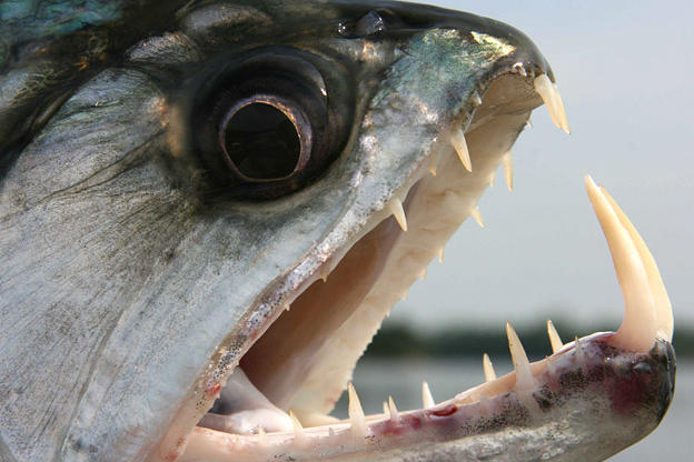 Piranha Photos Payara Photos River Monsters Animal Planet