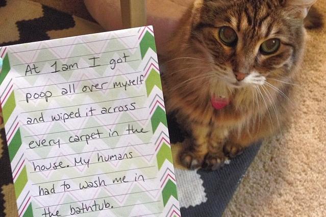 Cat Shaming Photos My Cat From Hell Animal Planet