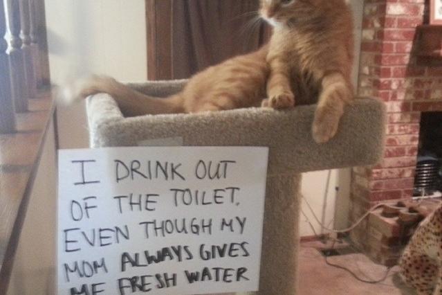 Cat Shaming Photos My Cat From Hell Animal Planet