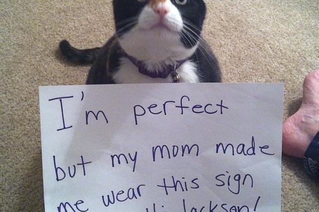 Cat Shaming Photos My Cat From Hell Animal Planet